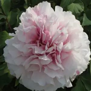 수입 겹목단 설영도화 1지 겹꽃 모란 목단 나무 묘목 봄꽃 정원조경수 노지월동 (목하원예조경)