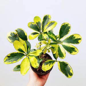 꽃파는농부 - 무늬홍콩야자(소품)