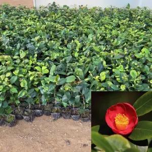 동백나무 묘목 포트묘 꽃나무 동백꽃 관상수