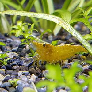 [신세계수족관] 관상용새우/노란새우 옐로우슈림프 5마리