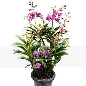 긴기아난(핑크색꽃) 난초 꽃 향기 서양란 덴드로비움 석곡 난 키우기 화분