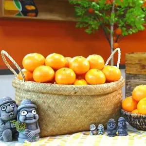 [햇살맞춤]산지직송 제주 못난이 천혜향 10kg 사이즈 랜덤 가정용 제주연가