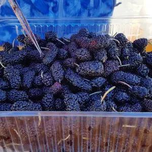 전북 고창 냉동 오디 특품 과상 2호 5kg(벌크포장)/25년햇오디