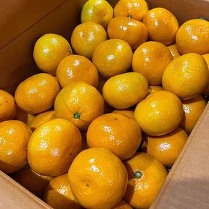 황금열매 프리미엄 제주 제주감귤 5kg (S,M)