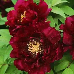 [목하원예조경]수입 겹목단 목윤절윤 1지 겹꽃 모란 목단 나무 묘목 봄꽃 정원조경수 노지월동(목하원예...