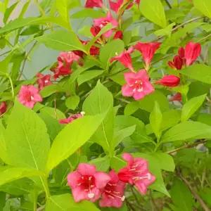 황금병꽃나무 80cm전후 묘목 정원용 황금잎 병꽃나무 개화주 정원조경수 관목 노지월동 (목하원예조경)