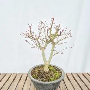 홍단풍 귀한 단풍 나무 묘목 분재 반려 식물 축하 선물 화