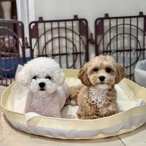 피피 강아지 배변매트 배변판 화장실 방수 배변패드판 모서리 샘방지 중소형 대형