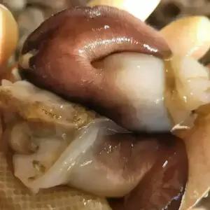 싱싱햇 여수 제철 새조개 샤브샤브 200g