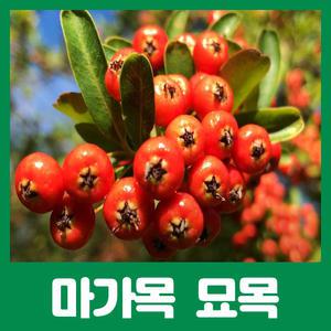 약용수 마가목나무묘목 판매중