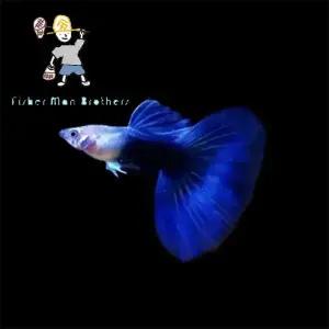 [힘찬열대어] HB 블루 빅테일 구피 1마리