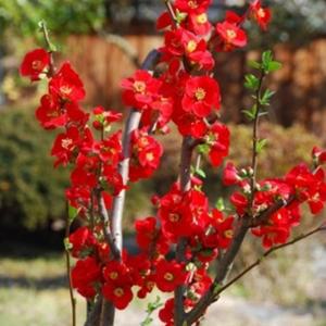 가시없는 명자나무-흑광 / 검붉은색 꽃 화분에도 가능