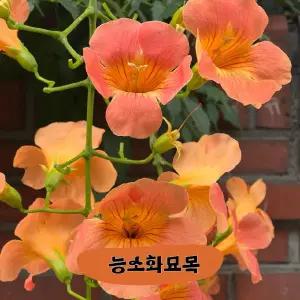 능소화 묘목 2년생, 능소화 키우기 , 꽃나무 능소화 무료배송, 능소화 농장, 능소화 삽목재배