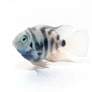 [주니멀열대어]폴라블루 미니패럿 3-4cm내외관상어