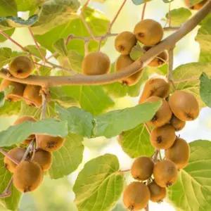 골드 키위 묘목 감황 포트묘 나무