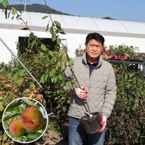 자두나무 묘목 3년생 중묘 포트묘 왕자두 추휘 바이오체리 호무샤 유실수 과일나무 재배 수확 가정용과수 정원수