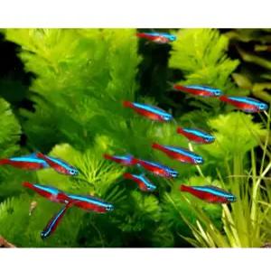 카디널테트라 30마리 은은한 색감의 분홍빛 무늬가 아주 선명한 아이들