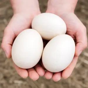 오리알 자연방사 오리농장 특란 이상 15구