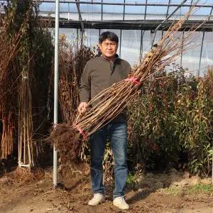 개암나무 묘목 2-3년생 뿌리묘 상묘 특묘 개암재배 수확 텃밭 정원수 유실수