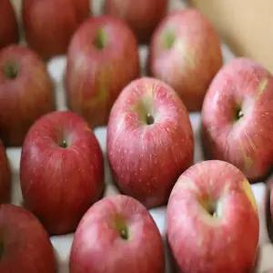 경북 청송 밀양 고당도 황금 부사 사과 5KG