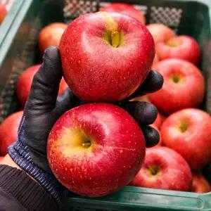 경북 청송 밀양 얼음골 고당도 햇 부사 사과 10KG