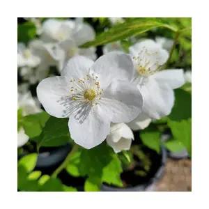 그루담다 고광나무 묘목 1m