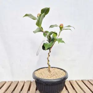 백동백 분재 흰동백 나무 묘목 화분 미니 동백 꽃 인테리어 반려식물