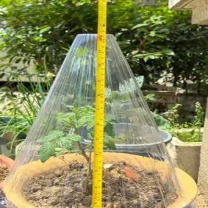 식물 보호 덮개 캡 텃밭 보온 모종 방충 꼬깔 초대형