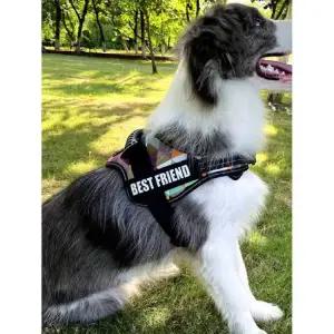 이탈리안 그레이하운드 하네스 검정색 보호기 관절보호 시바견 가슴줄 컬러그리드