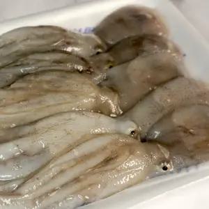 당일조업 출발 대천항 생물 주꾸미 1kg