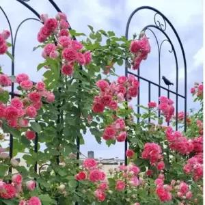 장미 넝쿨 지지대 가든 아치 철제 펜스 울타리 지주대