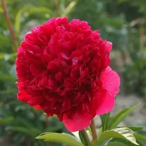 친구식물 작약 숙근 구근 26번 코멘드퍼포먼스 봄꽃 개화주