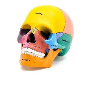 두개골 모형 인체 교구 MTG025 해골 미니 조립 사람 해부학