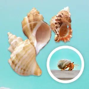 키우기 애완 탈피 껍질 소라 껍데기 쉘 이사 크랩  넛 반려 자연쉘 갑각류 딸기 소라게