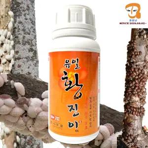 월동기 전용 유황비료 황진이 500ml 봄 가을 월동기 과수 나무 보호 수목 보호제 5말용 월동유 파라깍지합제와 혼용살포