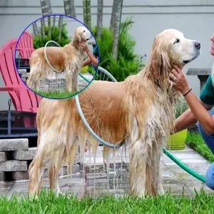 쌍문상회 대형견샤워기 이시아르 애견 원형 가능