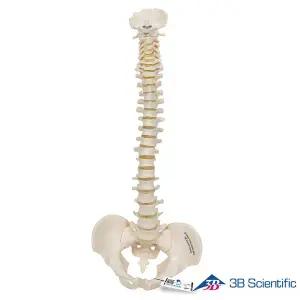 [종로의료기]3B Scientific 인체모형 미니 척추모형 A18/20 스탠드미포함