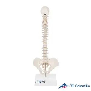 [종로의료기]3B Scientific 인체모형 미니 척추모형 A18/21 스탠드포함