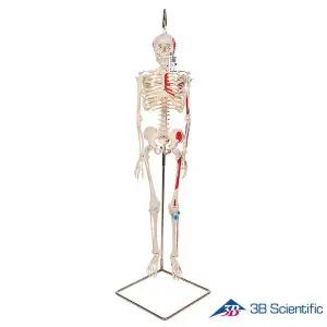 [종로의료기]3B Scientific 인체모형 근육채색 미니 전신골격모형 A18/6 고리걸쇠형