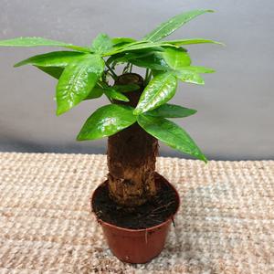 파키라(소품) 한목대( 최고의 인기식물이에요 공기정화식물