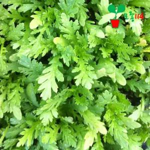 쑥갓 모종 (6개)~ 베란다 텃밭 시장 씨앗 채소 묘종