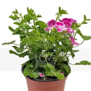 랜디 페라고늄 엔젤아이스 제라늄 키우기 봄 꽃 야생화 관엽식물 플랜테리어