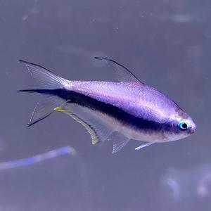 [신세계수족관] 엠페러(임페리얼) 테트라 3cm급 4마리