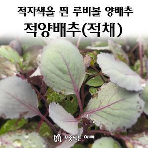 [모종심는아빠] 적자색의 루비볼 적양배추 적채 모종3개
