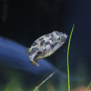 티아쿠아 열대어 인디언 복어 2마리