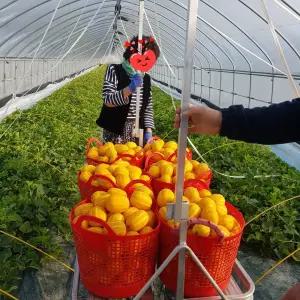 다담농산 성주참외 6kg(중소과/실속가정용)/포장재포함/실중량도표참조