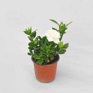 치자꽃 나무 소형 모종