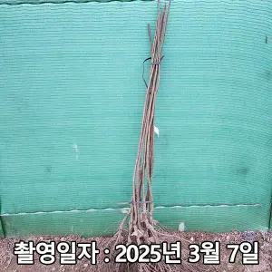 밤나무 / 대보 / 접목1년(특묘) / 1등묘