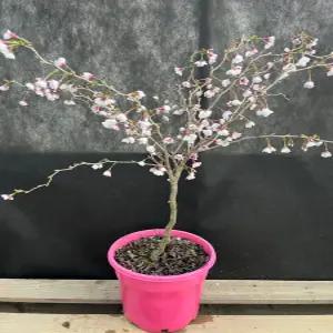 운용벚꽃나무 왕벚꽃 분재 화분