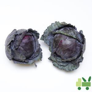 적양배추 (적채) 2등 16kg